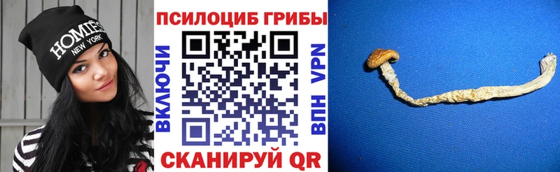 Галлюциногенные грибы Cubensis Купить где Заинск